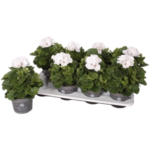 Pelargonium Pelargonium Grandifloru