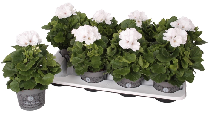 <h4>Pelargonium Pelargonium Grandifloru</h4>