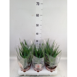 Aloe arborescens