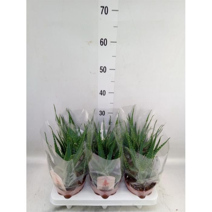 <h4>Aloe arborescens</h4>