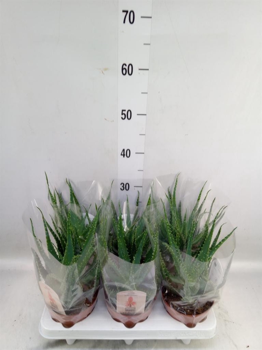 Aloe arborescens