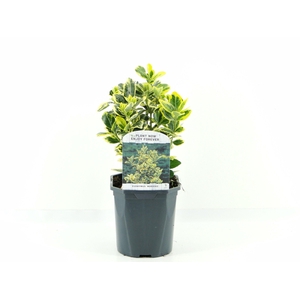 Euonymus jap. Marieke