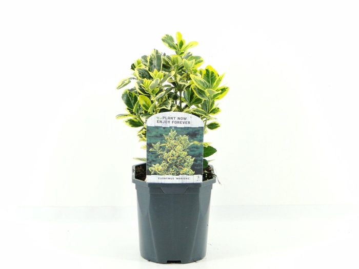 <h4>Euonymus jap. Marieke</h4>