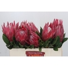 Protea Cynaroides Madiba