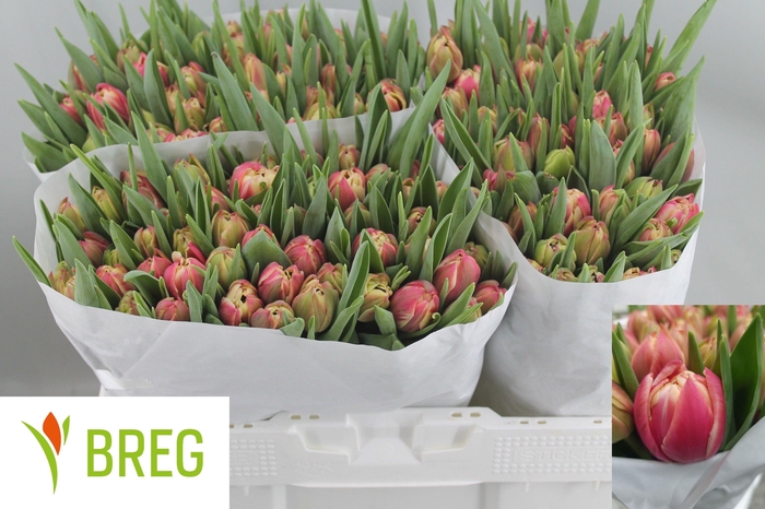 <h4>TU DU COLUMBUS</h4>