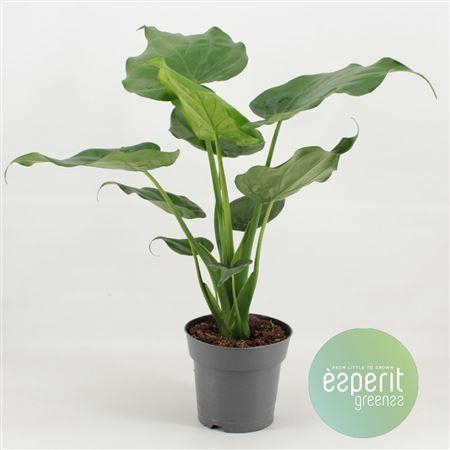 <h4>Alocasia Cucullata</h4>