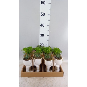 Arr.   Kamerplant Groen L%
