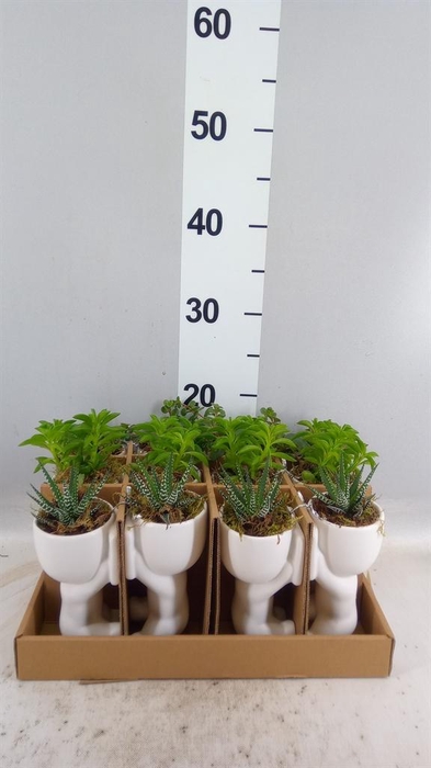 <h4>Arr. Kamerplant Groen L%</h4>