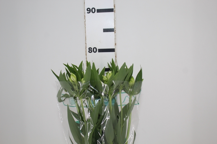 <h4>ALSTROEMERIA AKEMI 080 CM</h4>