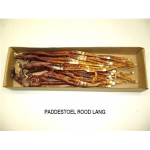 K43 PADDESTOEL LANG