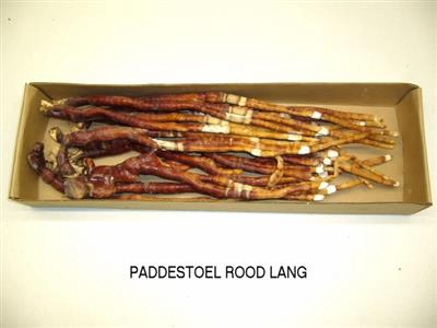 <h4>K43 PADDESTOEL LANG</h4>