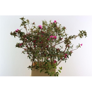 Rhodo Ostara P Stem 120 130cm