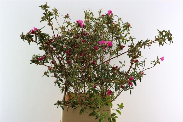 <h4>Rhodo Ostara P Stem 120 130cm</h4>