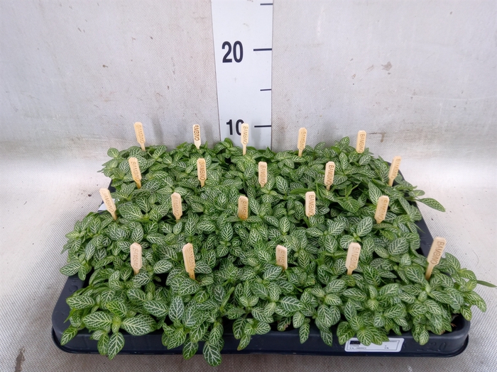 <h4>Fittonia verschaf.</h4>