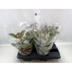 Kalanchoe NF beharensis