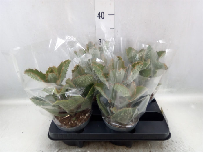 <h4>Kalanchoe NF beharensis</h4>