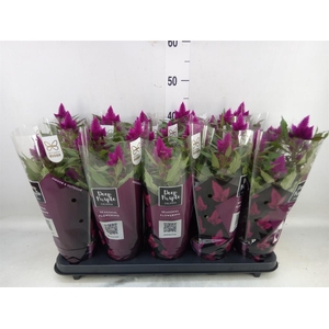 Celosia spic. 'Deep Purple'