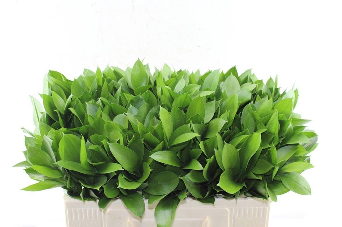 <h4>Ruscus Hypophyllum</h4>