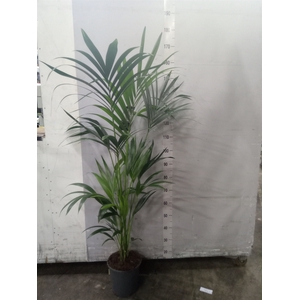 Howea forsteriana