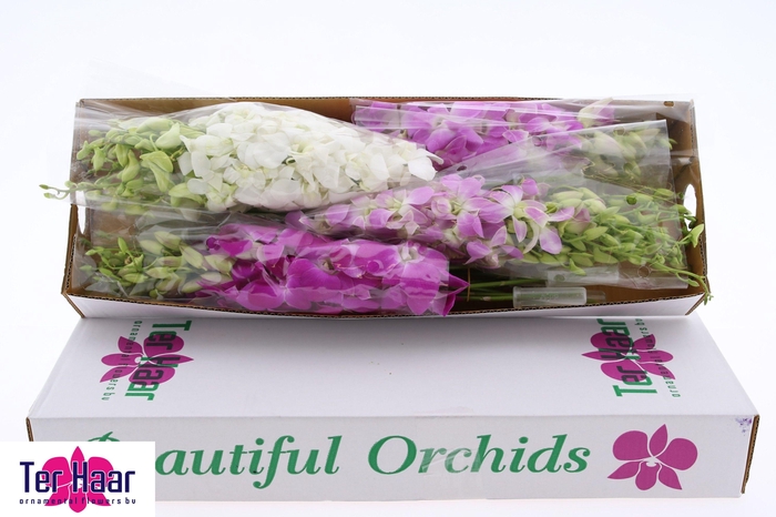 <h4>DENDR OV</h4>