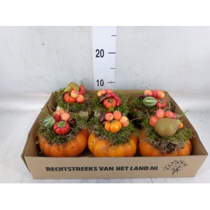 Cucurbita