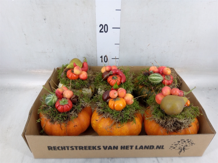<h4>Cucurbita</h4>