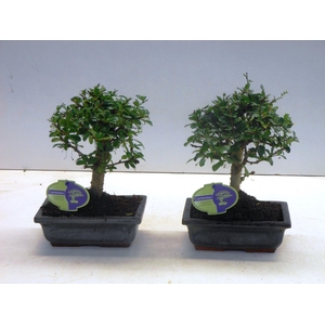 Carmona macrophylla, 20cm., broom, without drip tray