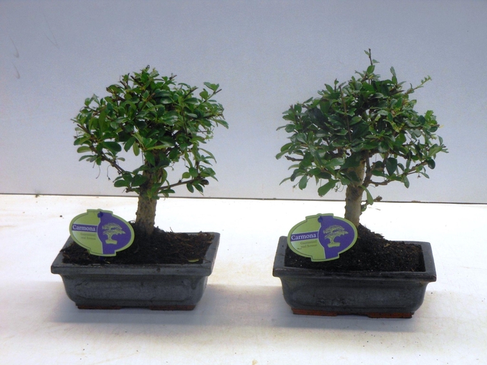 <h4>Carmona macrophylla, 20cm., broom, without drip tray</h4>