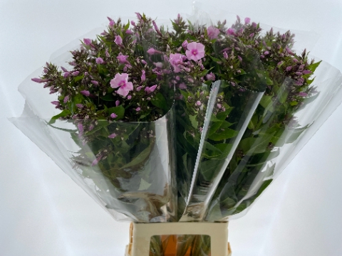 <h4>PHLOX P SWEET LEXY</h4>