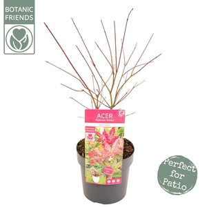 Acer palm. 'Beni-maiko'