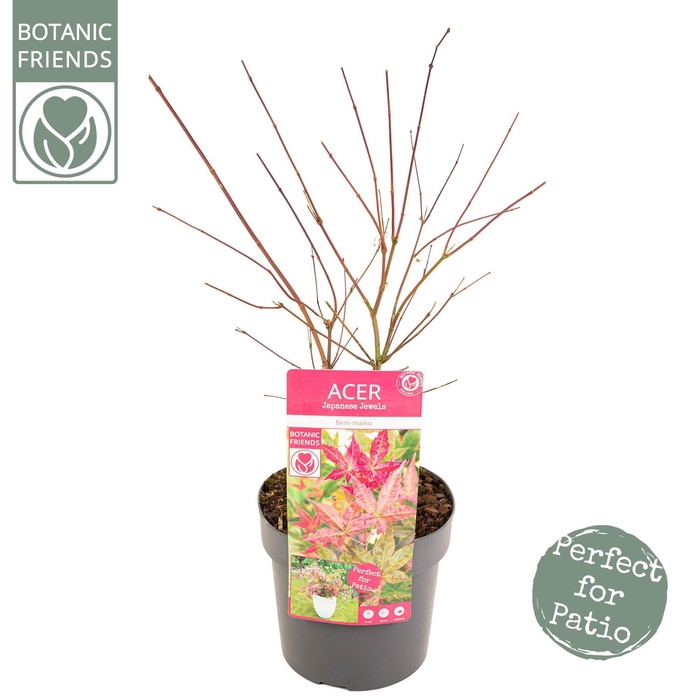 <h4>Acer palm. 'Beni-maiko'</h4>