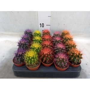Echinocactus grusonii