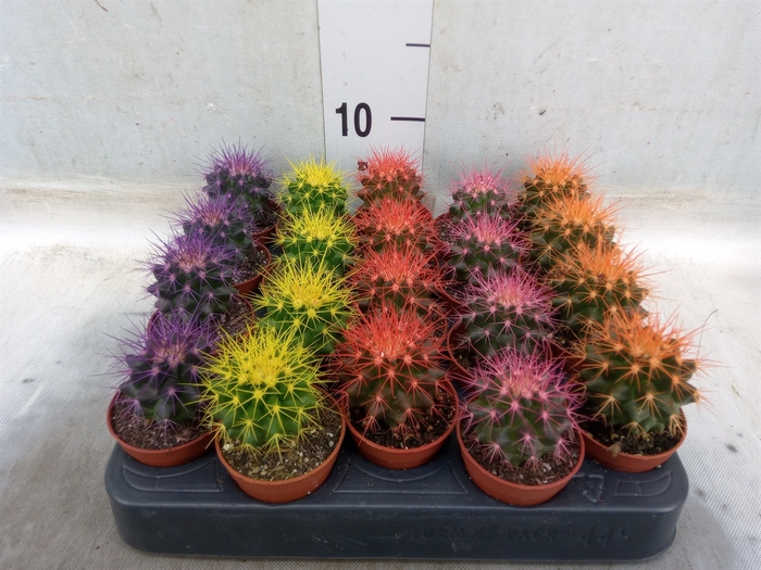 <h4>Echinocactus grusonii</h4>