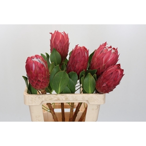 Protea Cynaroides Red Rex