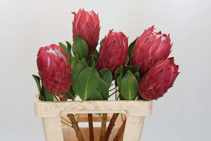 <h4>Protea Cynaroides Red Rex</h4>