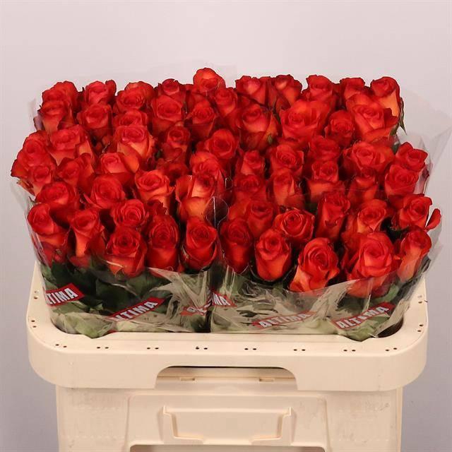 <h4>R GR METEOR</h4>