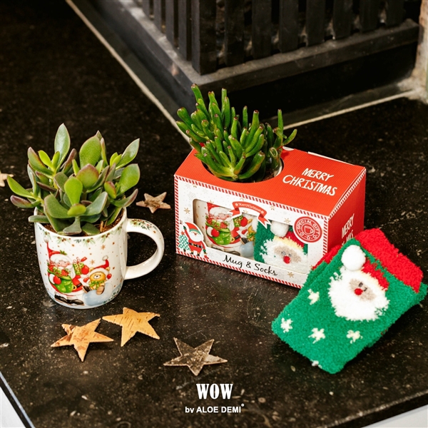 <h4>WOW Succulent, X-Mas mug and sock</h4>