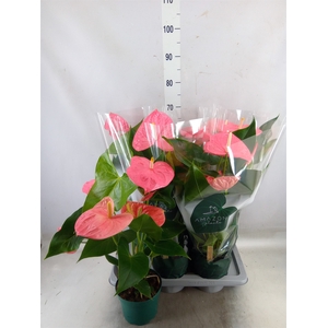 Anthurium andr. 'Colorado'