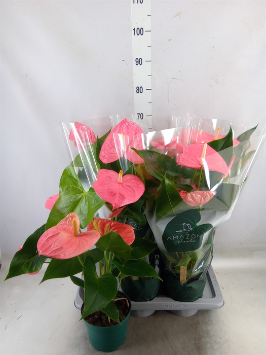 <h4>Anthurium andr. 'Colorado'</h4>
