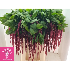 AMAR CA RED CORD