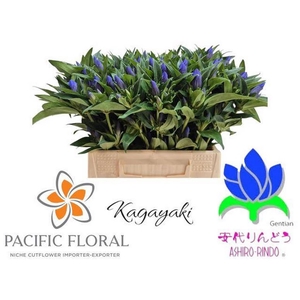 Gentiana Kagayaki Blue Dark Pacific