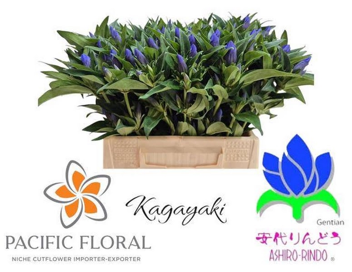 <h4>Gentiana Kagayaki Blue Dark Pacific</h4>