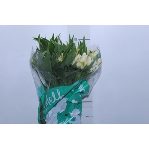 ALSTROEMERIA WHITNEY 080 CM
