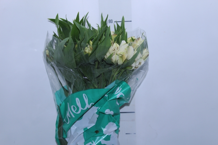 <h4>ALSTROEMERIA WHITNEY 080 CM</h4>