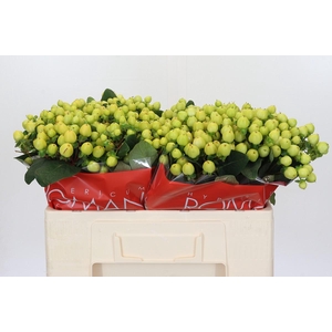 Hypericum Smiley Romance