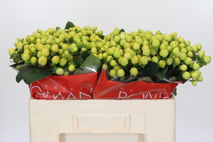 <h4>Hypericum Smiley Romance</h4>