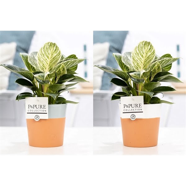 <h4>Philodendron White Wave in P&PURE Terra Cotta 4 ass. 2</h4>