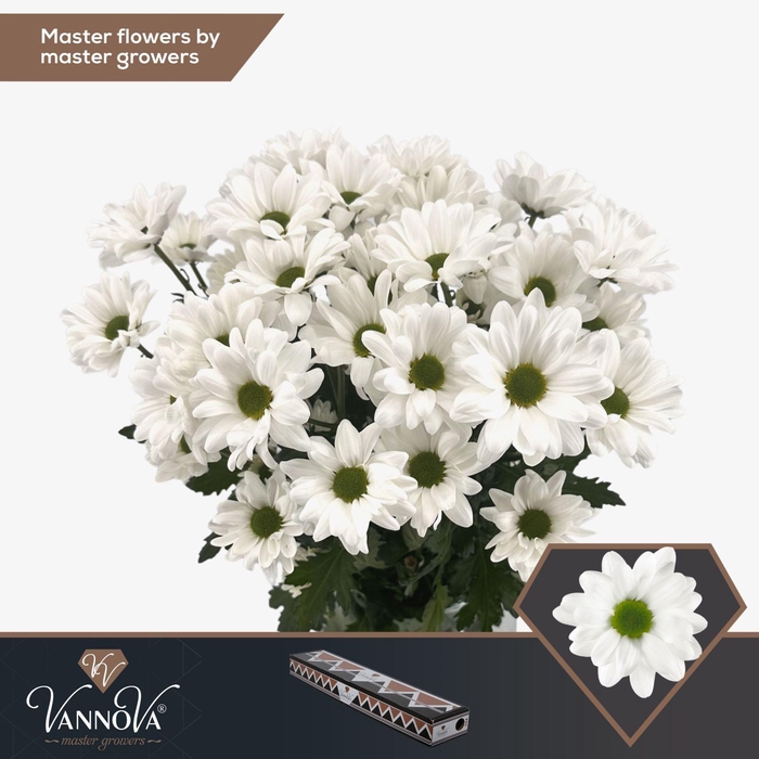 <h4>CHRYSANTHEMUM TR 'CHIC'</h4>