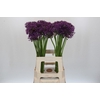 Allium  'Jackpot'