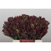 Leucadendron Senorita